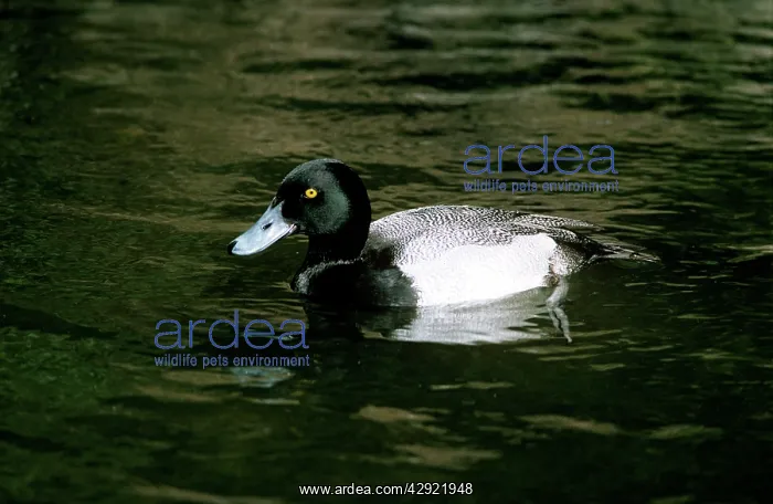 : Lesser Scaup Duck - male : Lesser Scaup Duck - male