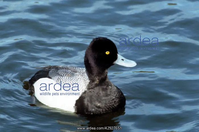 : Lesser Scaup Duck - male : Lesser Scaup Duck - male