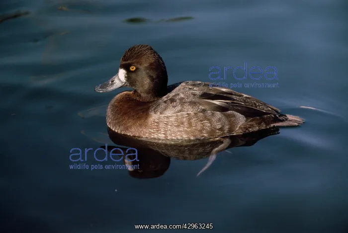 : Lesser Scaup - female : Lesser Scaup - female