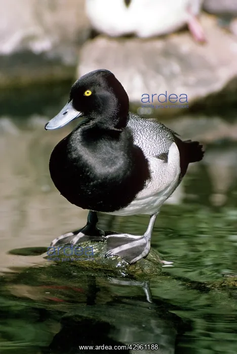  : Lesser Scaup - male