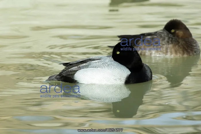 : Lesser Scaup male : Lesser Scaup male