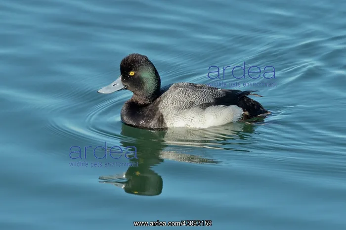 : Lesser Scaup male swimming : Lesser Scaup male swimming