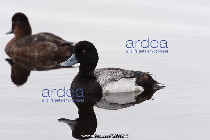 : Lesser Scaups Afloat : Lesser Scaups Afloat