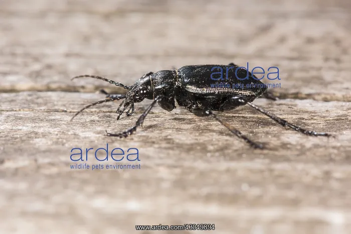 : Lesser searcher beetle or caterpillar-hunter (Calosoma i : Lesser searcher beetle or caterpillar-hunter (Calosoma i