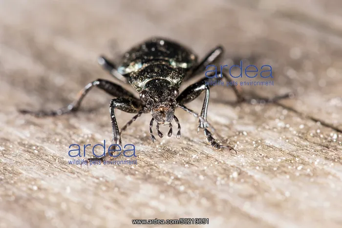 : Lesser searcher beetle or caterpillar-hunter (Calosoma inquisitor) walking on wooden board, Liguria, Italy : Lesser searcher beetle or caterpillar-hunter (Calosoma inquisitor) walking on wooden board, Liguria, Italy