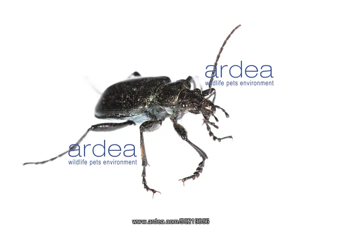 : Lesser searcher beetle or caterpillar-hunter (Calosoma inquisitor) against a white background, Liguria, Italy : Lesser searcher beetle or caterpillar-hunter (Calosoma inquisitor) against a white background, Liguria, Italy