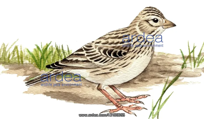 : Lesser Short-toed Lark : Lesser Short-toed Lark