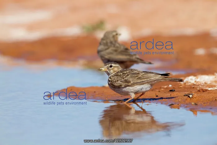 : Lesser Short Toed Lark - at pool : Lesser Short Toed Lark - at pool