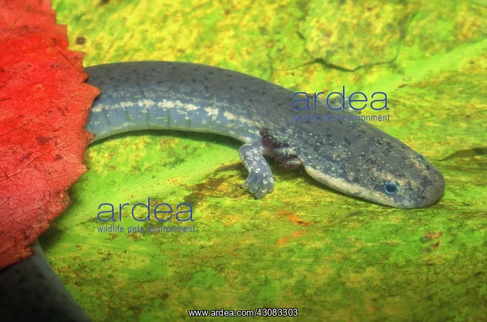 : Lesser Siren : Lesser Siren