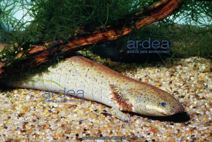 : Lesser Siren Salamander : Lesser Siren Salamander