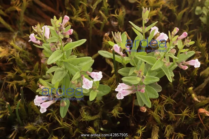 : Lesser skullcap in flower : Lesser skullcap in flower