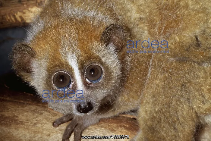 : Lesser Slow LORIS - close up : Lesser Slow LORIS - close up