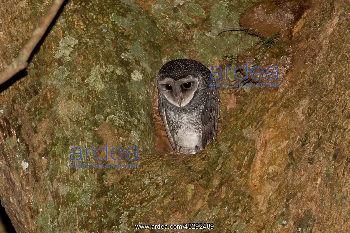 : Lesser Sooty Owl - perched at the entrance to its : Lesser Sooty Owl - perched at the entrance to its