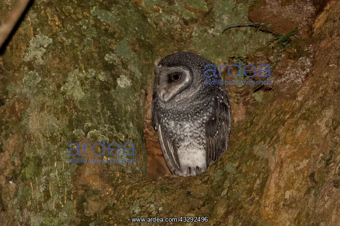  : Lesser Sooty Owl - perched at the entrance to its