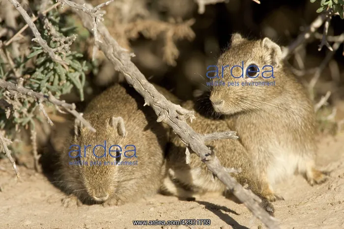  : Lesser  /  Southern Mountain CAVY