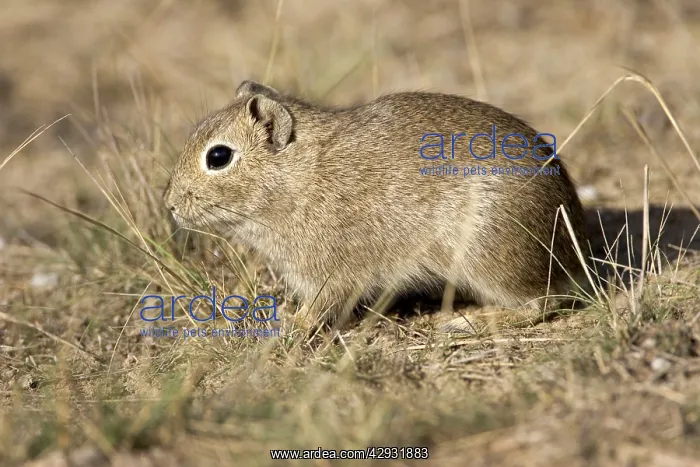 : Lesser / Southern Mountain CAVY : Lesser / Southern Mountain CAVY