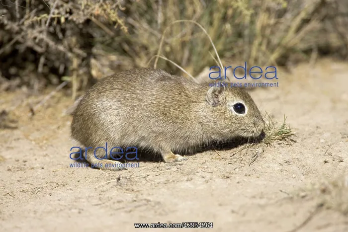 : Lesser / Southern Mountain CAVY : Lesser / Southern Mountain CAVY