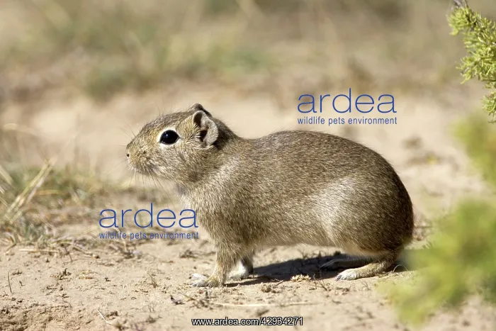 : Lesser / Southern Mountain CAVY : Lesser / Southern Mountain CAVY