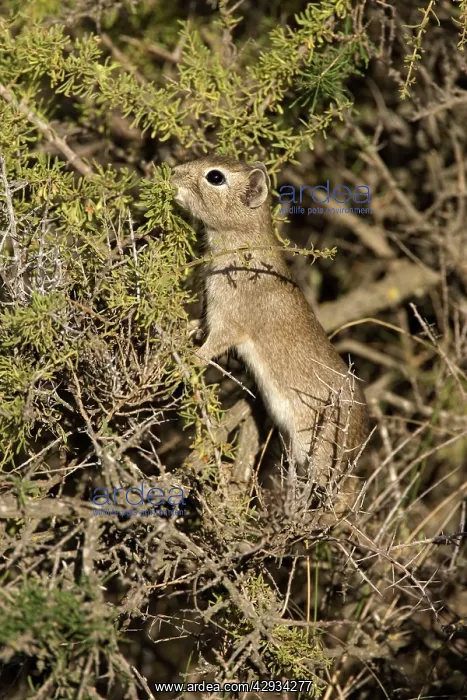 : Lesser / Southern Mountain CAVY : Lesser / Southern Mountain CAVY
