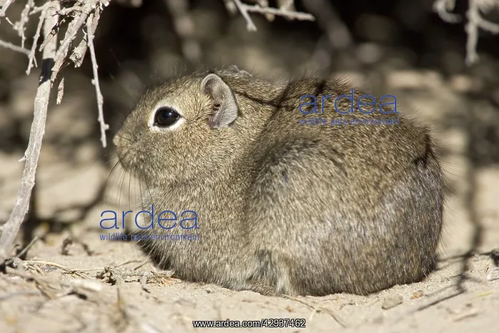 : Lesser / Southern Mountain CAVY (local name: Cuis) : Lesser / Southern Mountain CAVY (local name: Cuis)