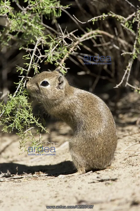 : Lesser / Southern Mountain CAVY (local name: Cuis) : Lesser / Southern Mountain CAVY (local name: Cuis)