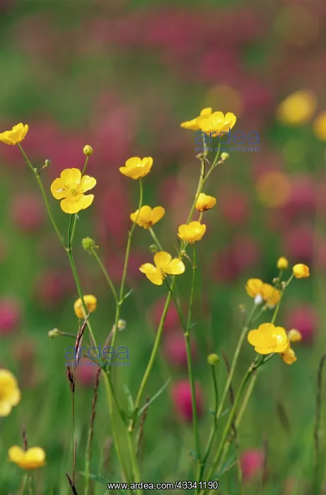 : Lesser SPEARWORT : Lesser SPEARWORT