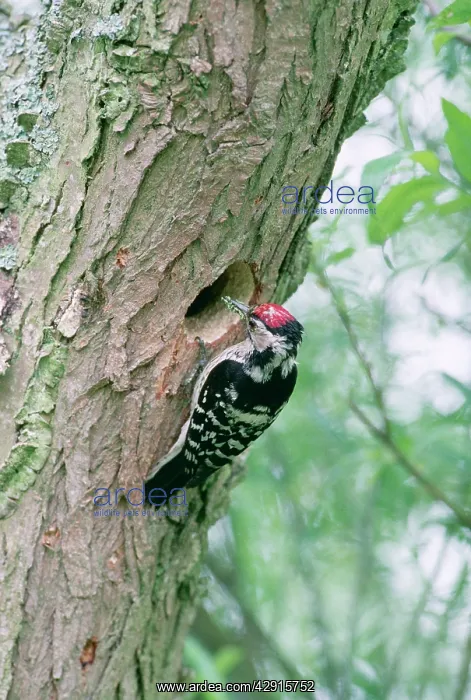  : Lesser-Spotted  /  Barred WOODPECKER