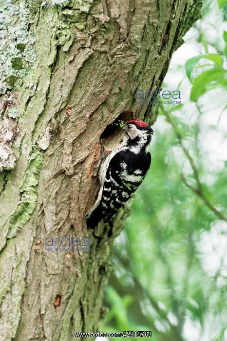 : Lesser-Spotted / Barred WOODPECKER : Lesser-Spotted / Barred WOODPECKER