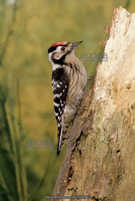  : Lesser-Spotted  /  Barred WOODPECKER