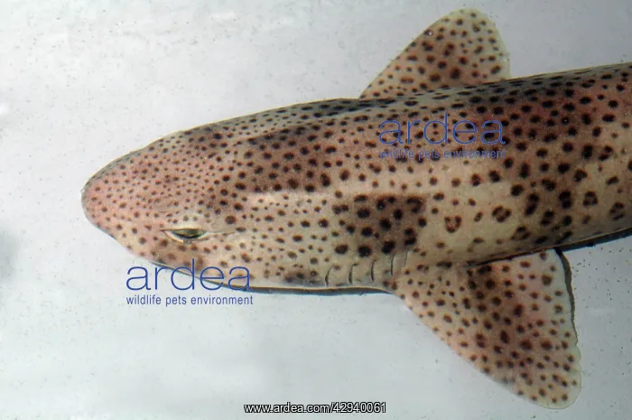 : Lesser Spotted Dogfish : Lesser Spotted Dogfish