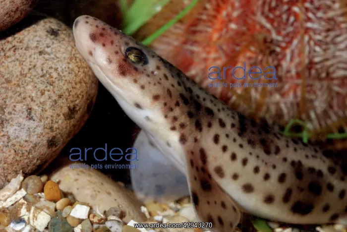 : Lesser Spotted Dogfish : Lesser Spotted Dogfish