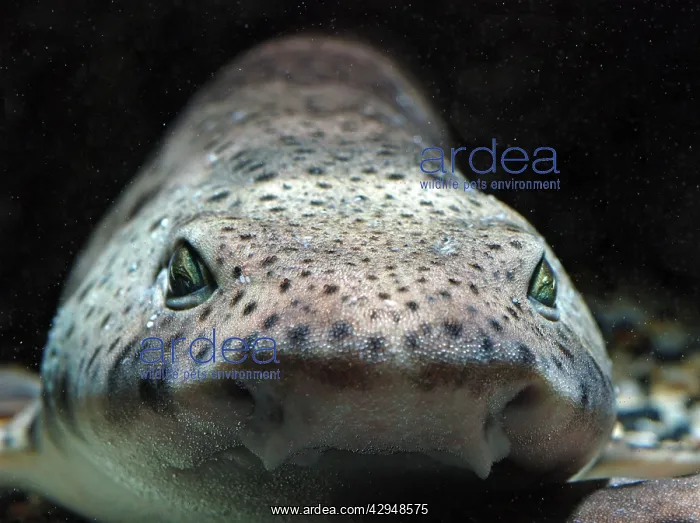 : Lesser Spotted Dogfish : Lesser Spotted Dogfish
