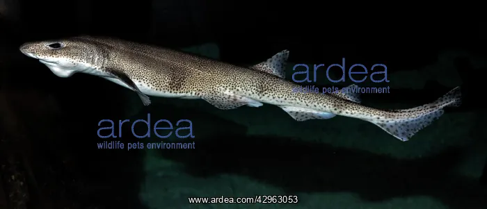 : Lesser Spotted Dogfish : Lesser Spotted Dogfish