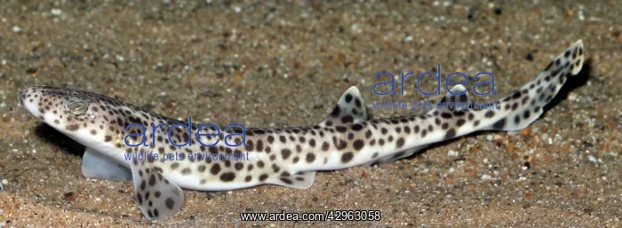  : Lesser Spotted Dogfish