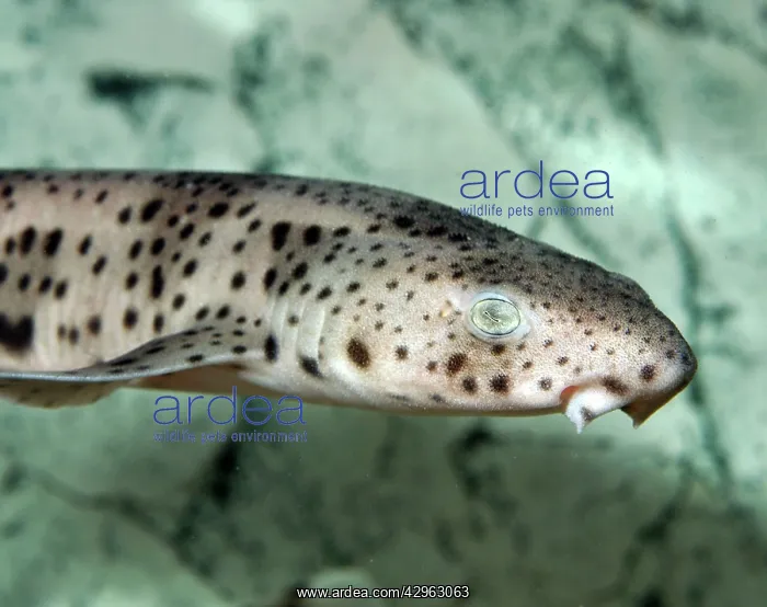 : Lesser Spotted Dogfish : Lesser Spotted Dogfish