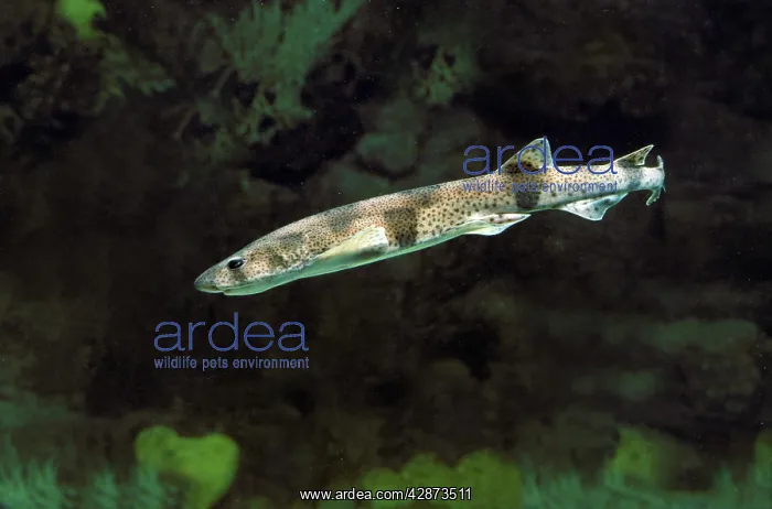 : Lesser-spotted DOGFISH / Sandy DOGFISH / Rough : Lesser-spotted DOGFISH / Sandy DOGFISH / Rough