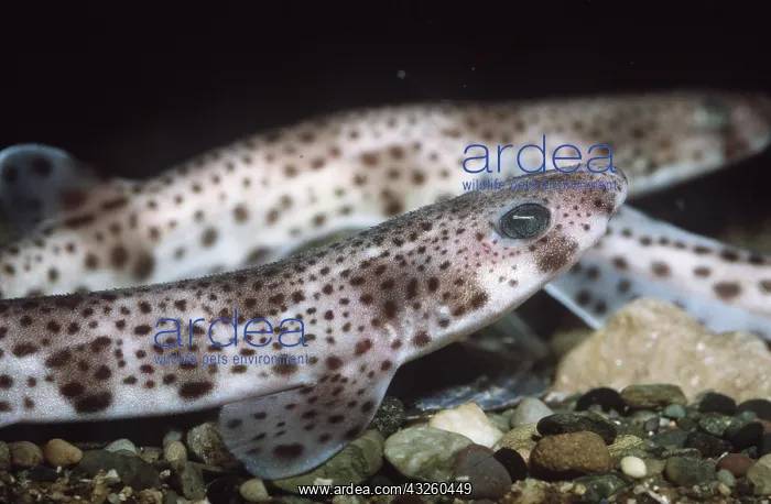 : Lesser spotted DOGFISH / Sandy DOGFISH / Rough hound : Lesser spotted DOGFISH / Sandy DOGFISH / Rough hound