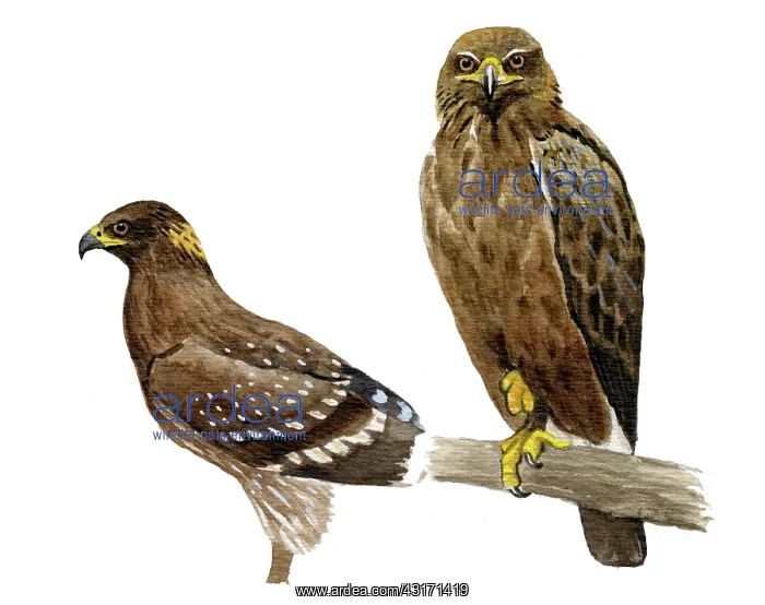 : Lesser spotted eagle : Lesser spotted eagle