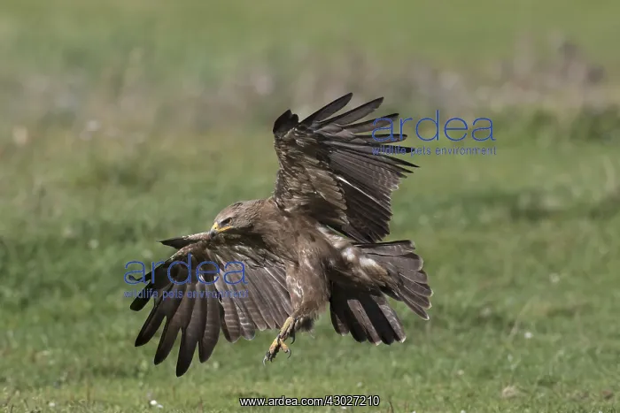  : Lesser Spotted Eagle - adult eagle in flight - Germany