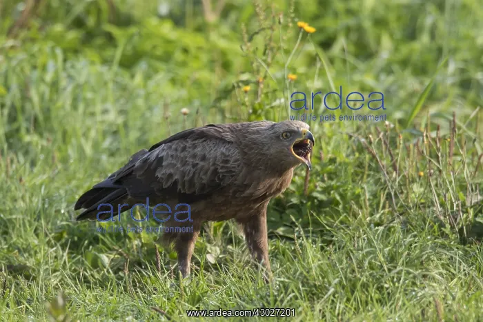 : Lesser Spotted Eagle, - adult eagle - Germany : Lesser Spotted Eagle, - adult eagle - Germany