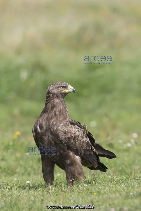 : Lesser Spotted Eagle, - adult eagle - Germany : Lesser Spotted Eagle, - adult eagle - Germany