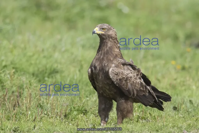  : Lesser Spotted Eagle, - adult eagle - Germany