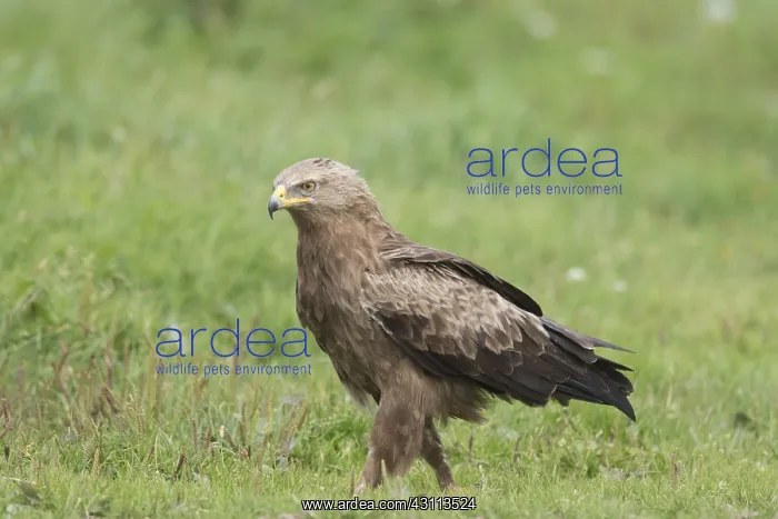 : Lesser Spotted Eagle, - adult eagle - Germany : Lesser Spotted Eagle, - adult eagle - Germany