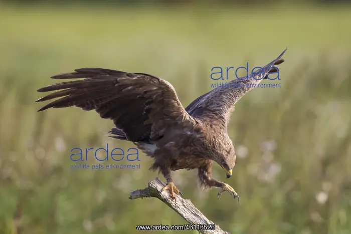 : Lesser Spotted Eagle, - adult eagle - Germany : Lesser Spotted Eagle, - adult eagle - Germany