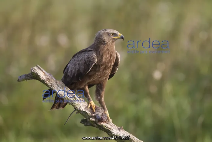 : Lesser Spotted Eagle, - adult eagle - Germany : Lesser Spotted Eagle, - adult eagle - Germany