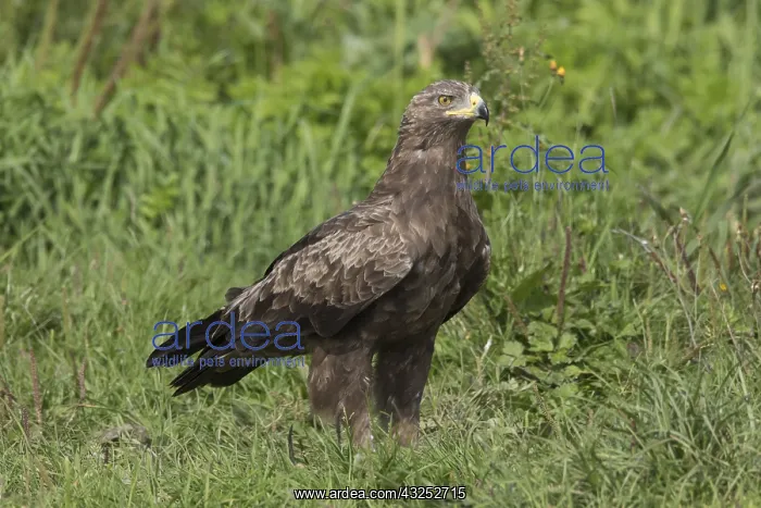 : Lesser Spotted Eagle, - adult eagle - Germany : Lesser Spotted Eagle, - adult eagle - Germany