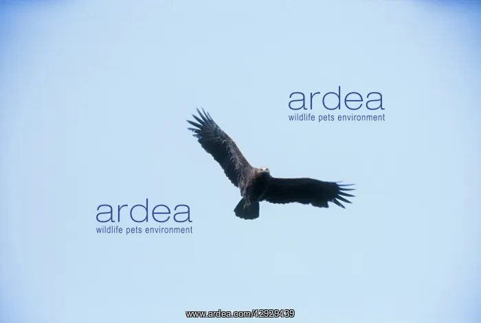 : Lesser Spotted Eagle - in flight : Lesser Spotted Eagle - in flight