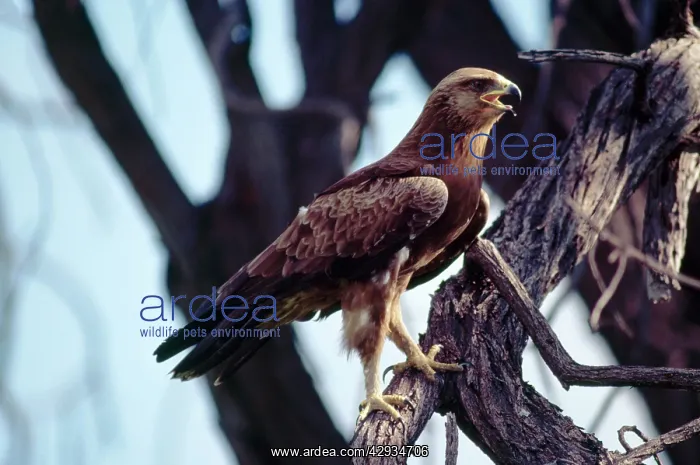 : Lesser Spotted EAGLE - in tree : Lesser Spotted EAGLE - in tree