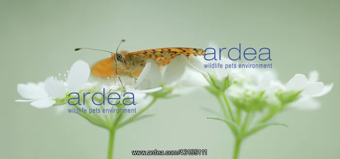 : Lesser Spotted Fritillary : Lesser Spotted Fritillary
