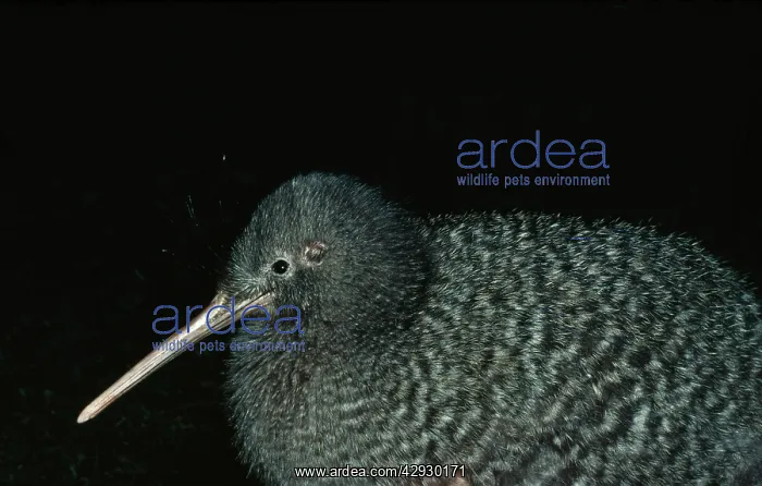 : Lesser Spotted KIWI : Lesser Spotted KIWI